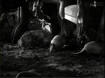 『魔人ドラキュラ』 1931、約9分：アルマジロたち