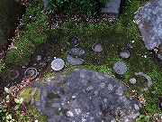 2026/04/11(6)�@���R���A�ɉ�s �~���[�W�A���R�]���