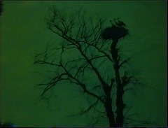 『妖婆 死棺の呪い』 1967　約21分：酒場のはたの木、上に鳥の巣と三羽の鳥