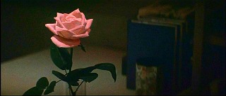 『血を吸う薔薇』 1974　約49分：白薔薇からピンクの薔薇へ