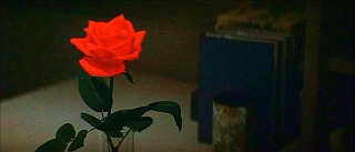 『血を吸う薔薇』 1974　約49分：白薔薇変じて赤薔薇